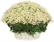 Цветочная композиция из Ромашки в корзине #REPLACE_PRED# Старой Кулатке